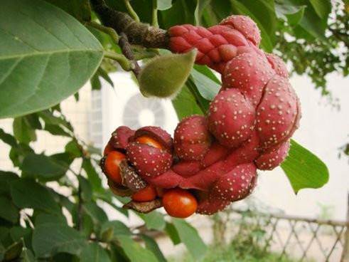 鐜夊叞鑺卞紑娲佺櫧鏃犵憰,鐜夊叞娲佺櫧鏃犵憰