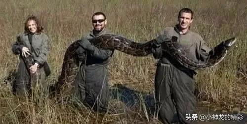 人被巨蟒缠住了脖子,被巨蟒吞下可以拿刀自救么