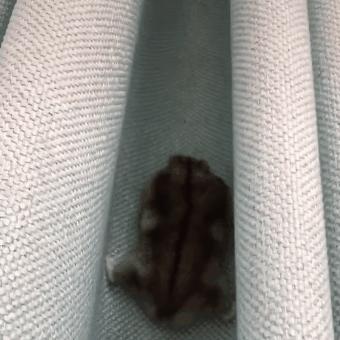 仓鼠爬窗帘,仓鼠爬窗帘上怎么办