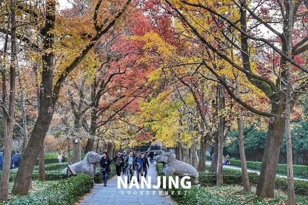玩完南京去哪里玩景点推荐,南京钟山风景区秋天一日游攻略