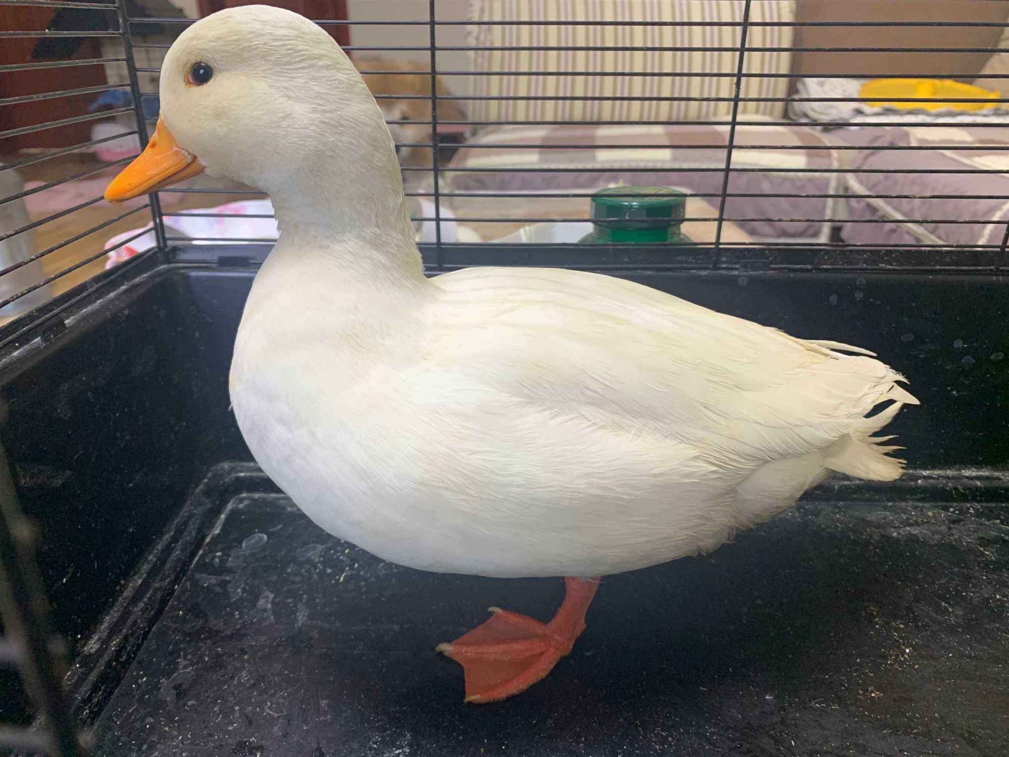 圆润可爱的柯尔鸭,养可爱的柯尔鸭