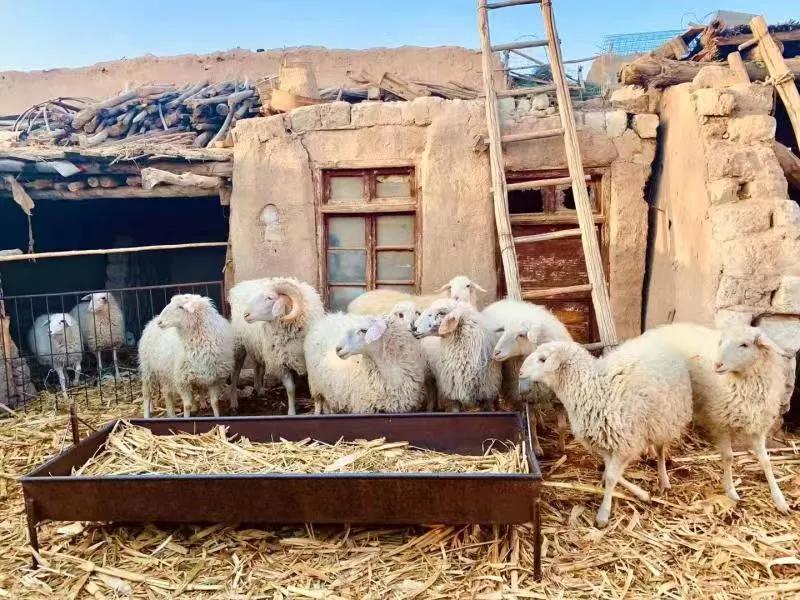 情人节别出心裁的表白,疫情下的情人节最感人的爱情