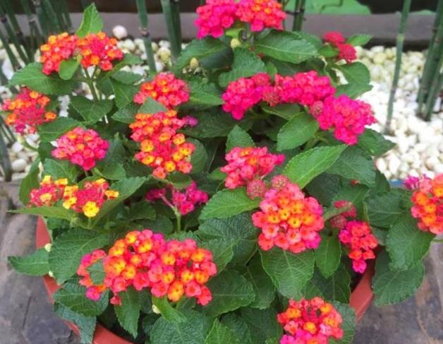 五色梅有没有毒,五色梅有毒还敢养吗