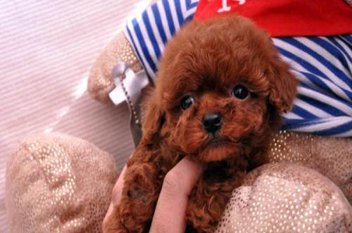 泰迪狗的寿命一般有多长,泰迪狗一般可以活多少年