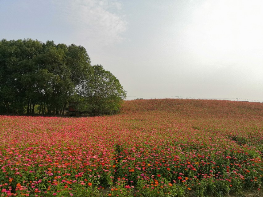莲花岛一日游的心情感悟,阳澄湖莲花岛邂逅小院