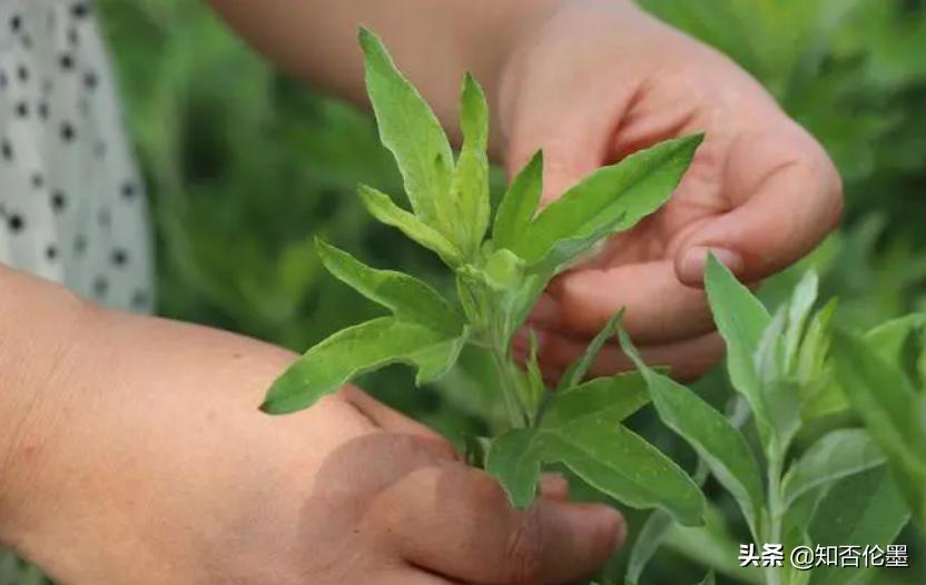 当前农村投资最赚钱的行业有哪些,10000元左右的农村赚钱的小型机器