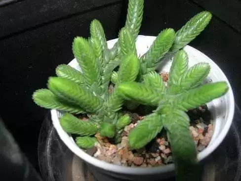 多肉早安图片大全,多肉大全100图