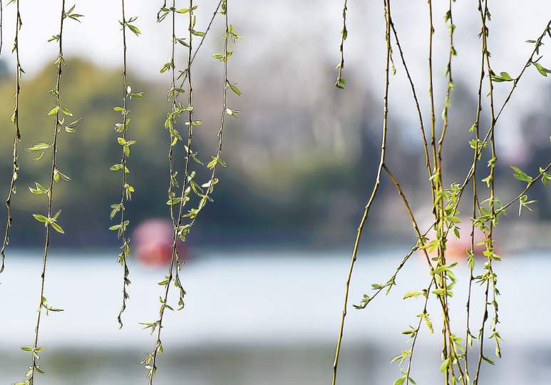 要说春天什么最美丽？那必然是贺知章笔下的柳树，形象又生动