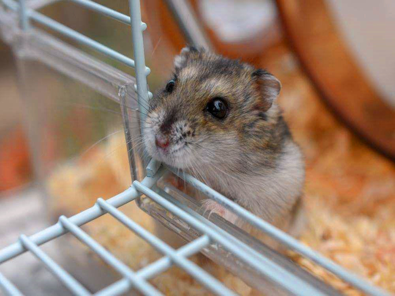 仓鼠外带笼放什么容器比较好,仓鼠笼子如何摆放东西呢