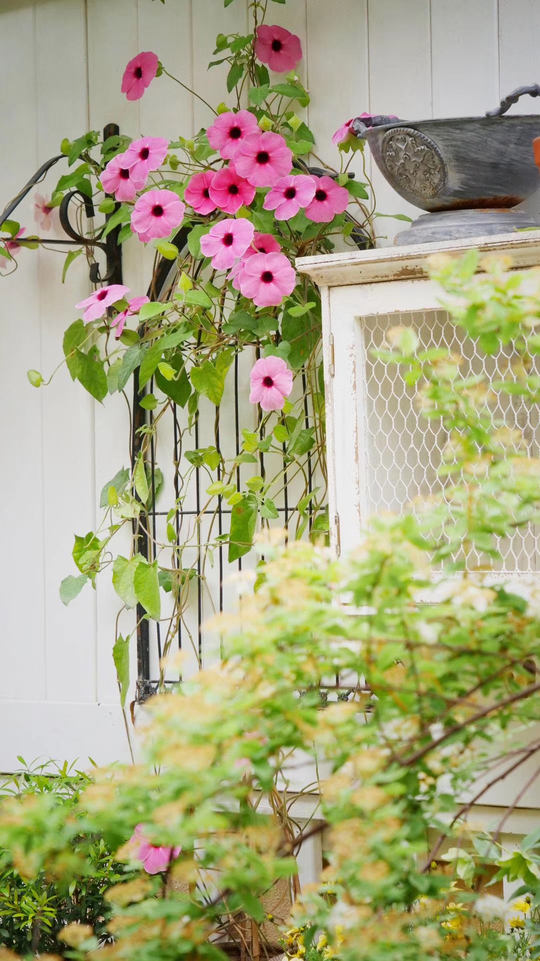 黑眼苏珊明媚的眼眸，让你一见难忘的美丽