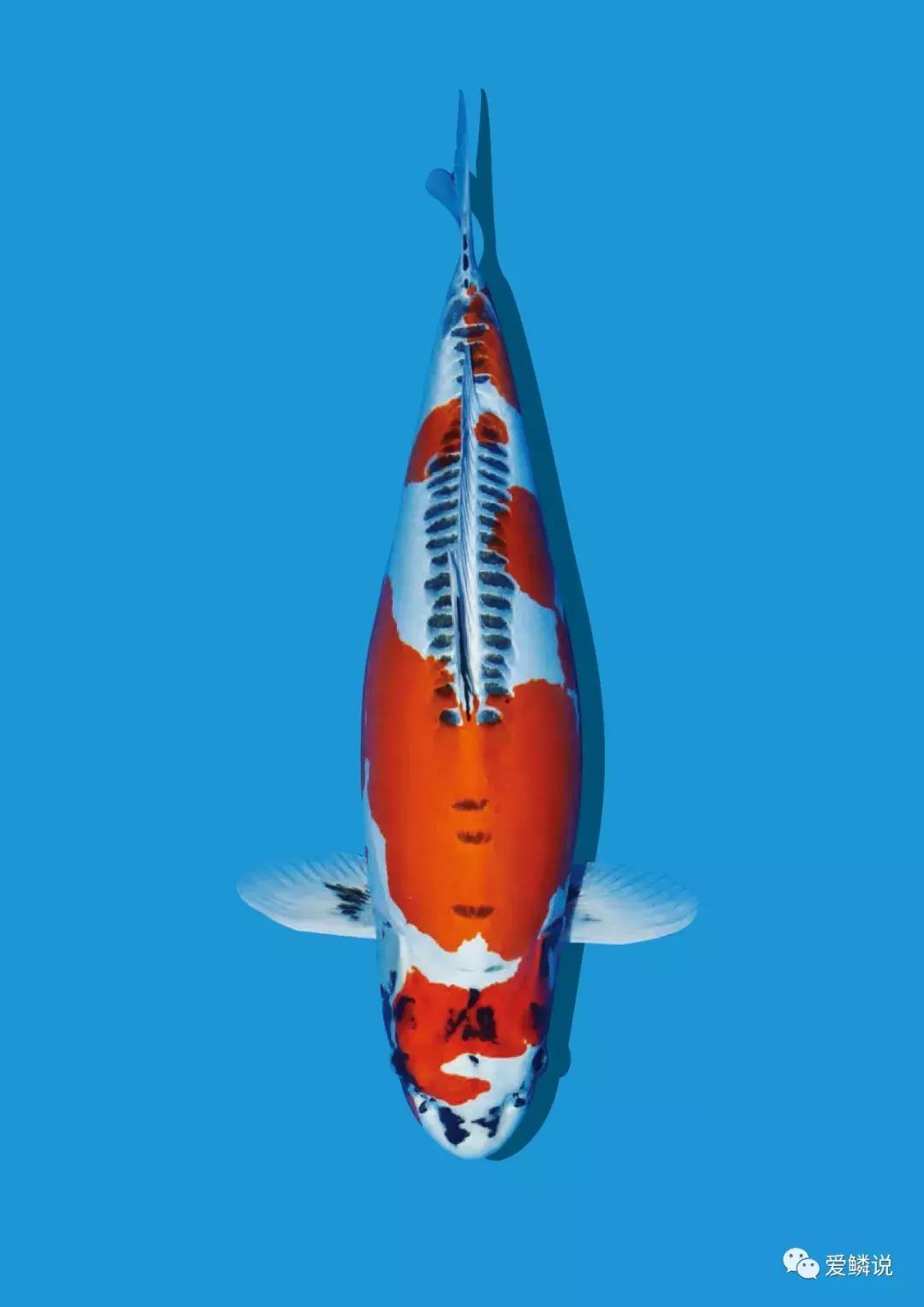 水体ph高的症状,水体ph高最快的解决办法