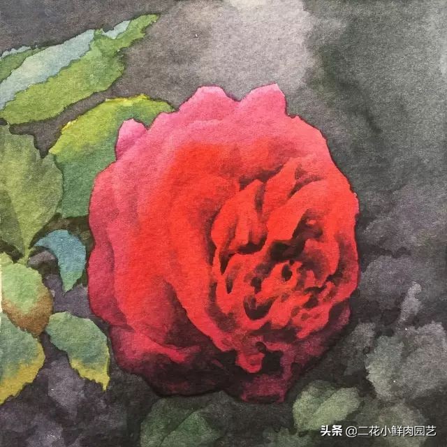 100种花卉绘画,100多张花卉线描手稿素材赶快收藏