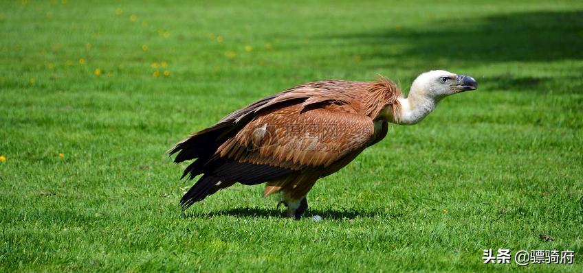 豪爵dr150和本田cb190r比哪个更好,豪爵dr160s和cb190r哪个好
