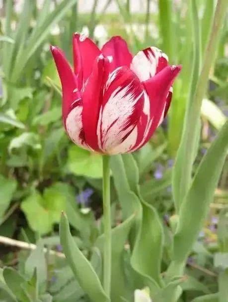 十大最贵的玫瑰花品种,世界上十大鲜花排名图片