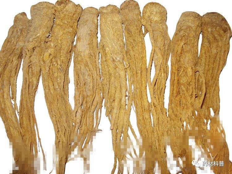 服用当归的禁忌有哪些,当归有哪些禁忌