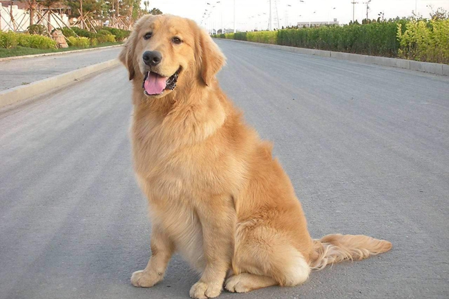 金毛牙龈发黑怎么办,金毛牙龈正常颜色