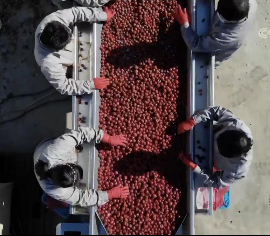 辽宁省盘锦家庭主妇数年布局，小果子卖出千万元