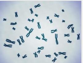 【呱呱教·114】【优生】二胎时代，高龄产妇增多，你需要了解染色体病