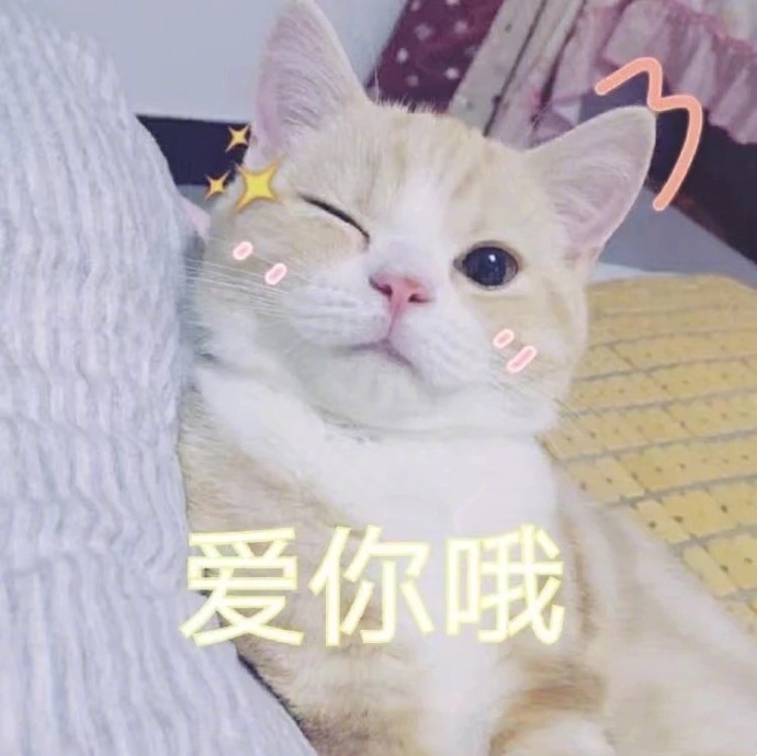 养猫咪需要注意什么铲屎官看过来,如何让猫咪作息时间跟铲屎官一致
