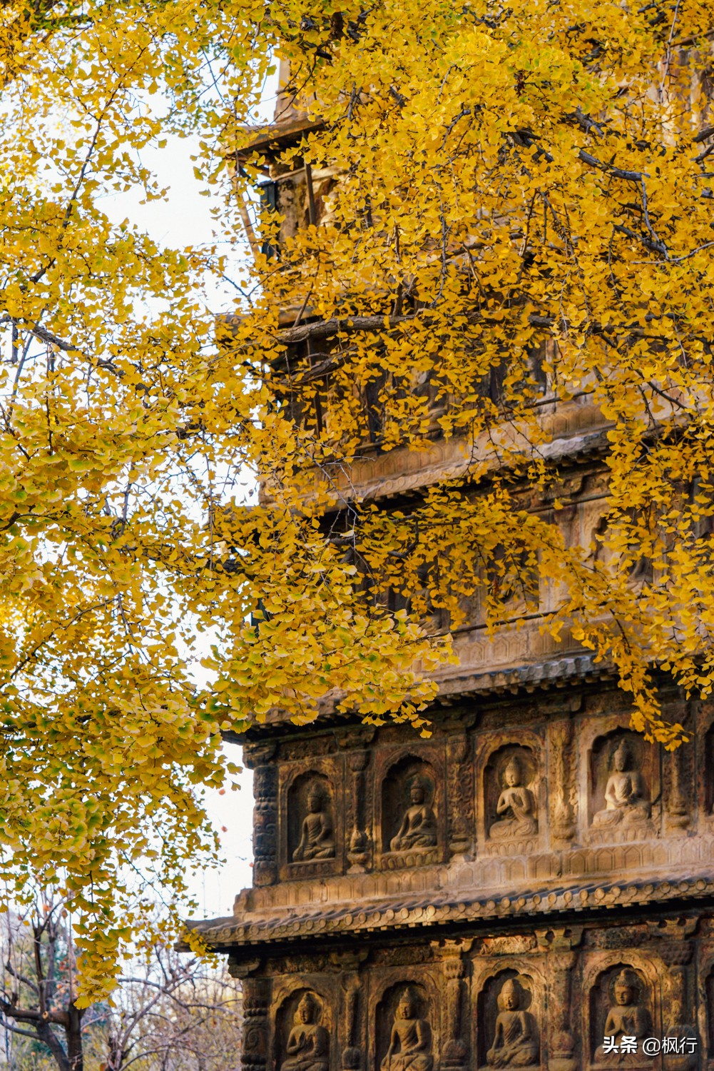 北京18个看银杏的好地方在哪,北京八大处看银杏攻略