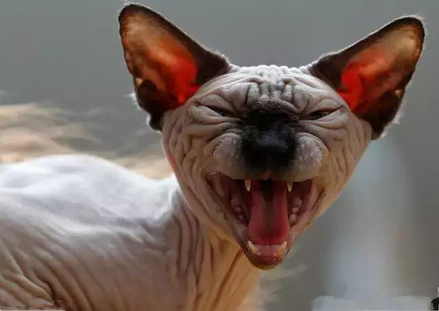 世界十大不寻常宠物,全球最稀有的宠物