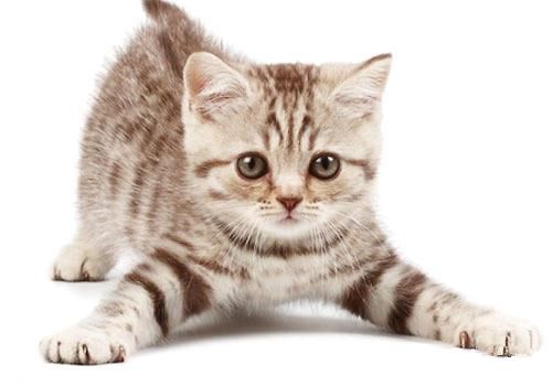 猫咪冬天会怕冷吗,有毛不耐寒的动物