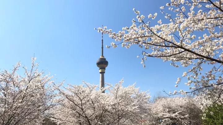 几月赏樱花最好,最美赏樱攻略大全