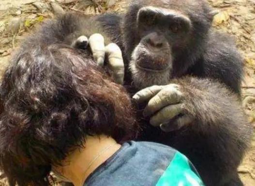 三十年前的虱子为什么消失了,虱子为什么八十年代多