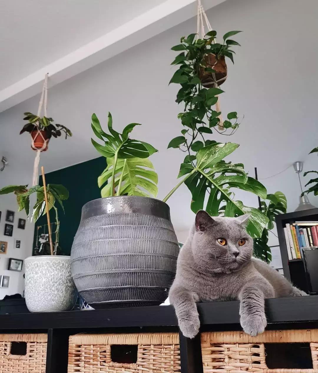 对猫咪无害的绿植花卉,猫咪禁忌养的植物