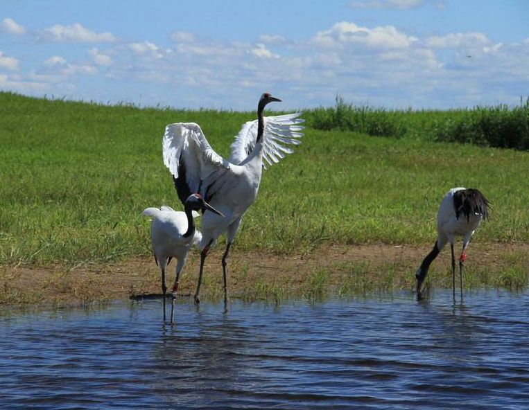 原创诗词—往事如风皆隐去心中幽梦雪莲香