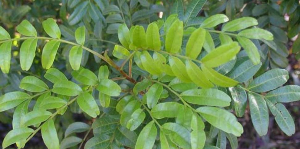 网购的植物好看又好养活的有哪些,网上买什么植物好看好养