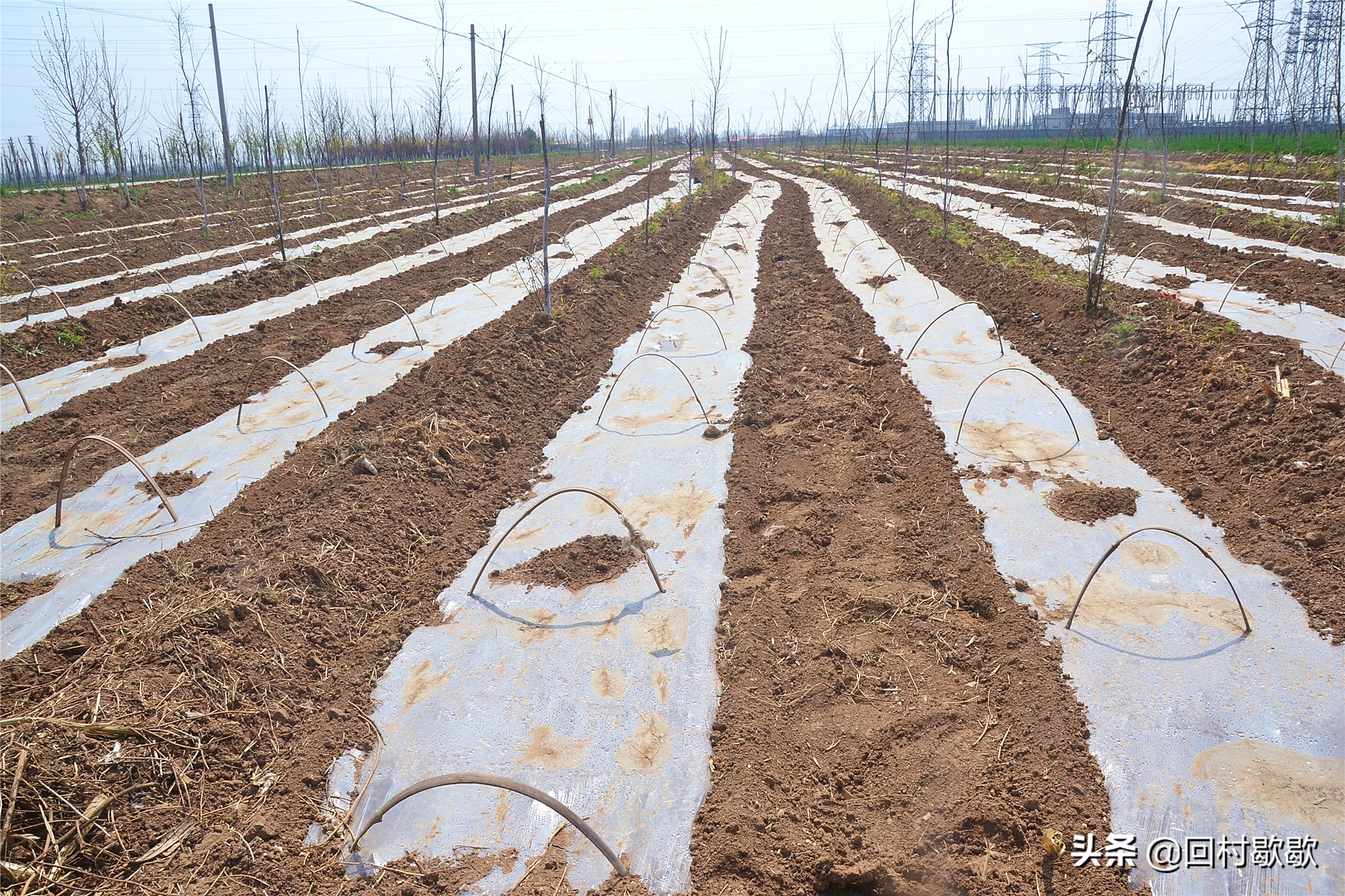 早春西瓜大棚套种什么农作物最好,早春地膜西瓜种植技术