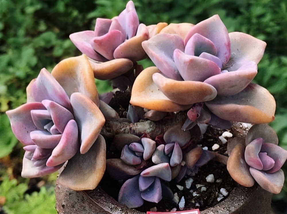 紫乐多头群生云南露养多肉植物 (多肉彩虹糖紫乐鉴定)