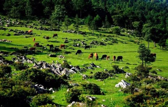 2020重庆马拉松比赛现场直播,重庆千野草场音乐节