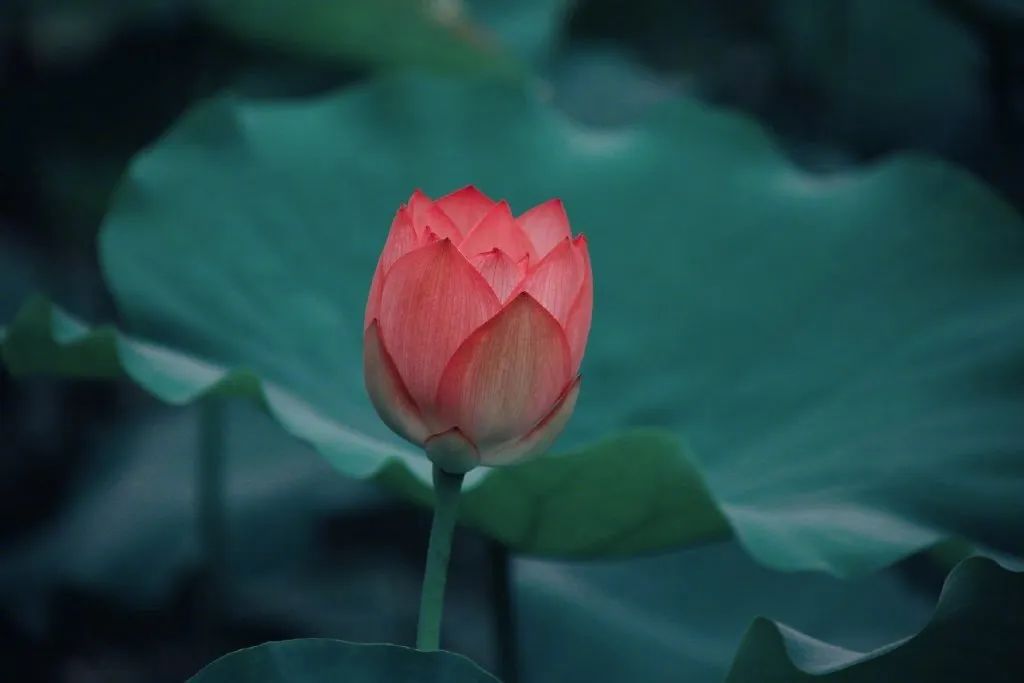 繁华过后一盏清茗也能品出百味,繁华之后静立于世