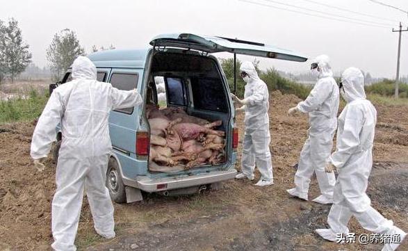 普通大蒜可以在猪场预防非洲猪瘟是真的吗？