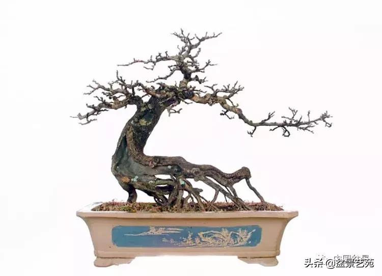 胡庆魁无穷的怀念：我说我盆景与母亲的手