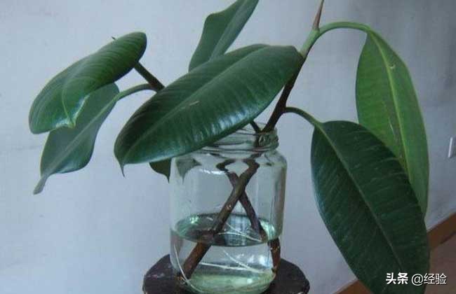 印度橡皮树的养殖方法视频讲解,橡皮树的养殖方法和注意事项大全