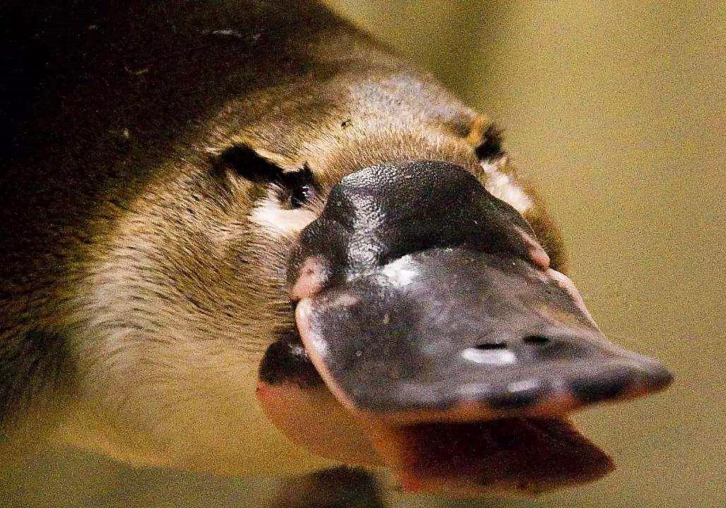 鸭嘴兽的秘密武器图片,鸭嘴兽有毒刺吗