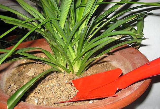 如何改善板结的养花土,花盆土壤板结怎么样松土不伤根