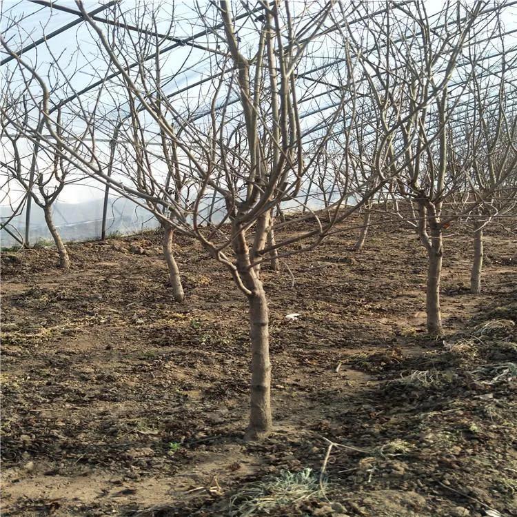 突尼斯软籽石榴树苗直播间,突尼斯软籽石榴树几月份开花