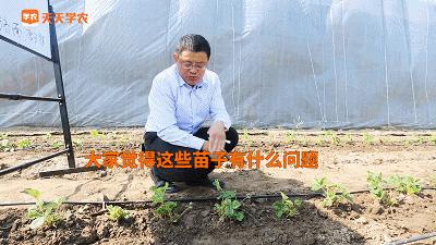 草莓苗弱苗怎样变壮苗,草莓苗怎么促壮