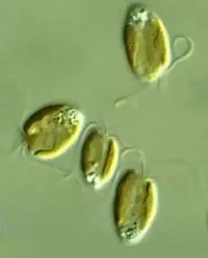 水产养殖藻类老化是怎样的,水产养殖显微镜下各种藻类