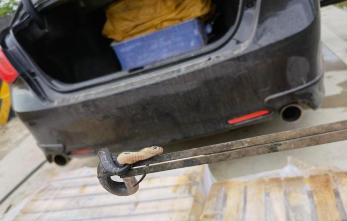 查获眼镜蛇,广东查获900斤眼镜蛇