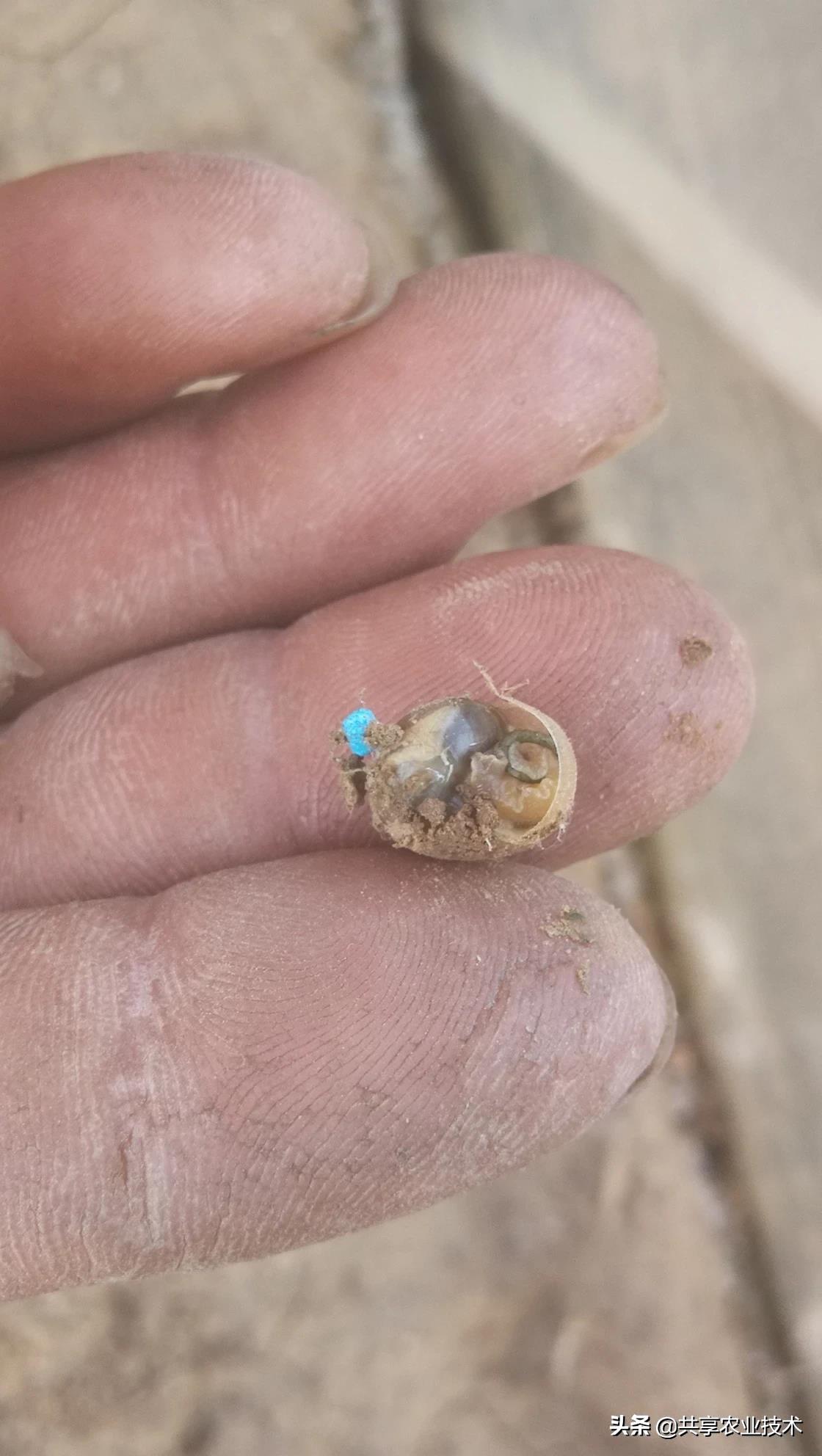 河北行唐:大姜地蜗牛治不治