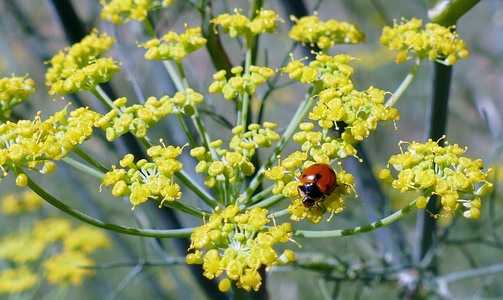 小茴香菜有特殊香味吗,茴香菜具有一种特殊的香气