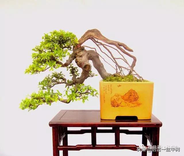 盆景对应季节,昼夜温差大对盆景有什么影响