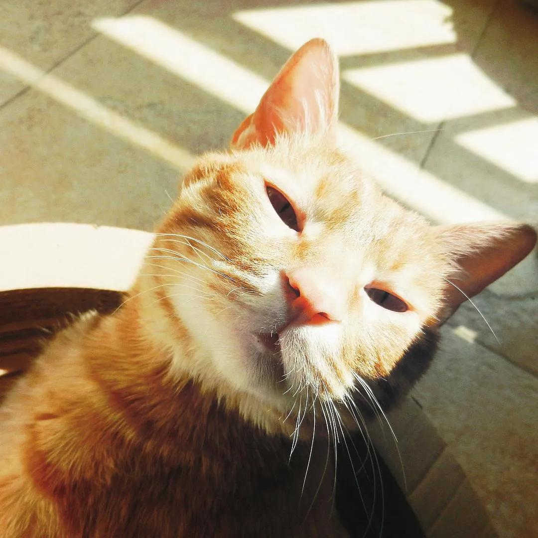 猫咪胡子从根部脱落什么原因,猫咪胡子弄掉了怎么办