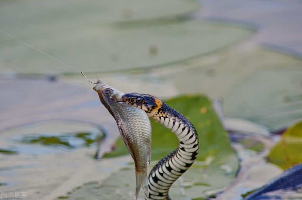 野钓鲫鱼全攻略!13大秘籍,7000字,找鱼窝、选天气,各种小技巧