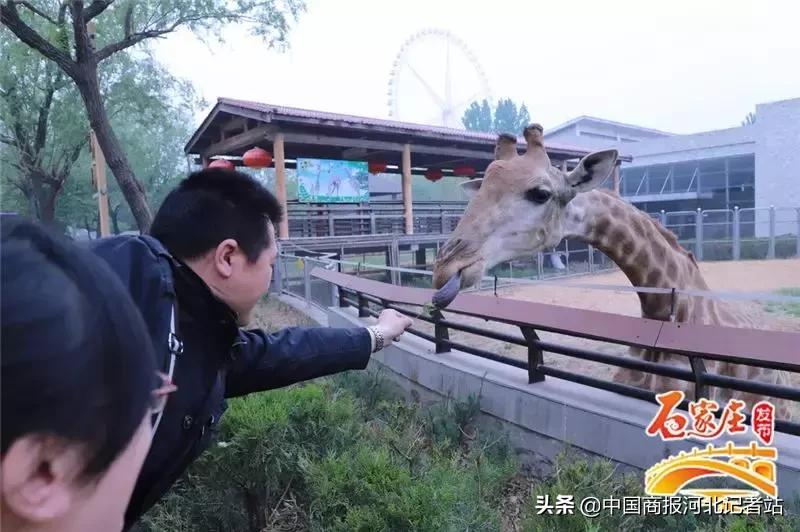 石家庄浪漫的情侣约会的地方,石家庄最浪漫约会圣地